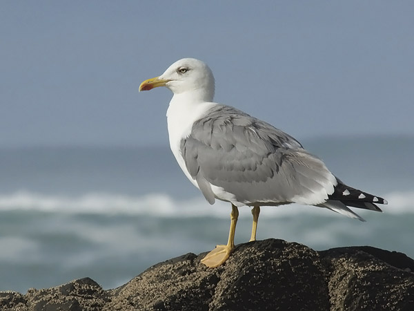 Etelänharmaalokki, Yellow-legged Gull, Larus michahellis
